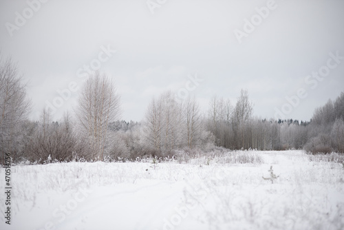 Wallpaper Mural Frosty day. Trees covered with a thin layer of white frost. Torontodigital.ca