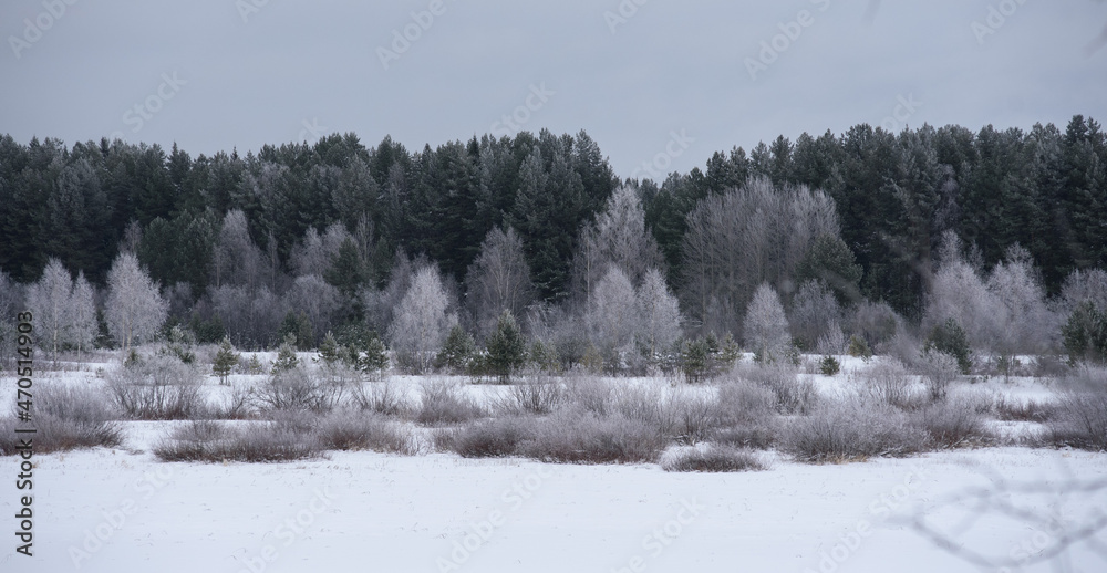 Frosty day. Trees covered with a thin layer of white frost. Frosty day. Trees covered with a thin layer of white frost.