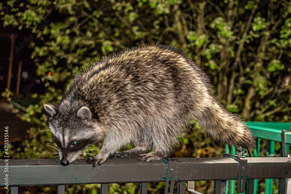 Fototapeta premium Raccoon Sniffing