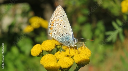 Photography Beautiful agestis butterfly on yellow tansy flowers, in the meadow, closeup