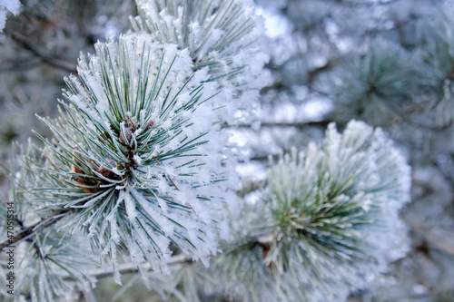 Coniferous tree needles with hoarfrost, close-up at winter day. Christmas and new year holiday concept
