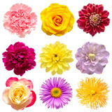 Flowers head collection of beautiful peony, clematis, aster, daisy, carnation, rose, chrysanthemum, dahlia isolated on white background. Card. Easter. Spring time set. Flat lay, top view