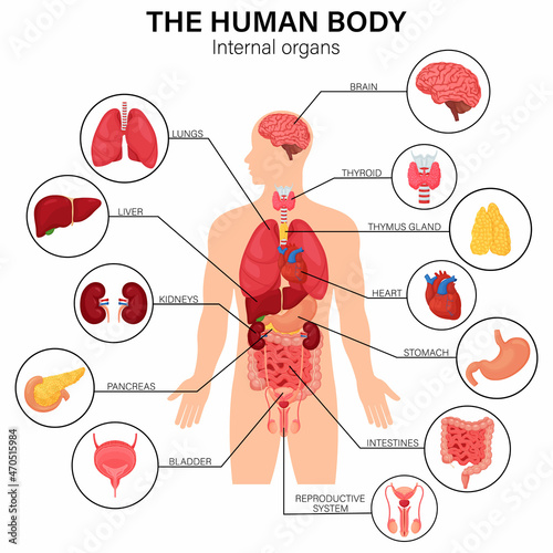 Human body internal organs diagram flat infographic poster with icons image names location and definitions vector illustration. Heart and brain, liver and kidneys. Thymus gland and reproductive system