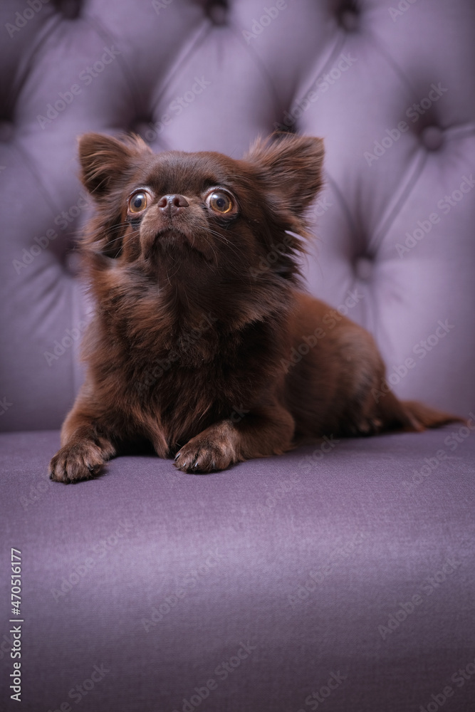 Long-haired, brown, young, beautiful Chihuahua dog on a lilac background. Long-haired, brown, young, beautiful Chihuahua dog on a lilac background.