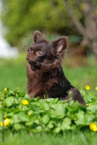 A long-haired chocolate chihuahua dog sits and waits for its owner on a park lawn.