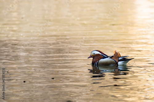 mandarin duck in the lake