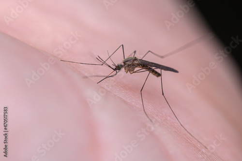Stechmücke Mückenstich Makro © AyKayORG