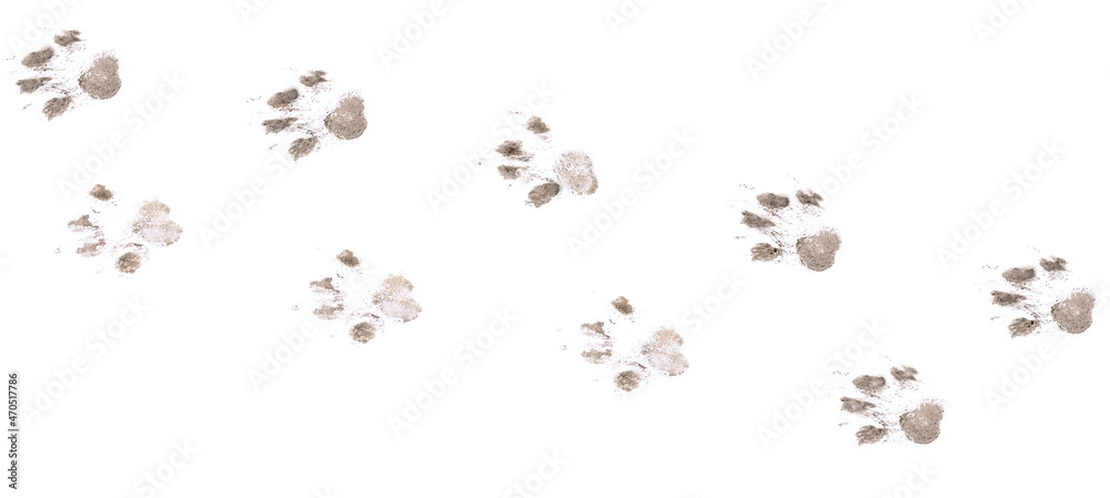 Dog footprints on a white background. - obrazy, fototapety, plakaty 