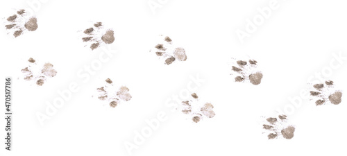Dog footprints on a white background.