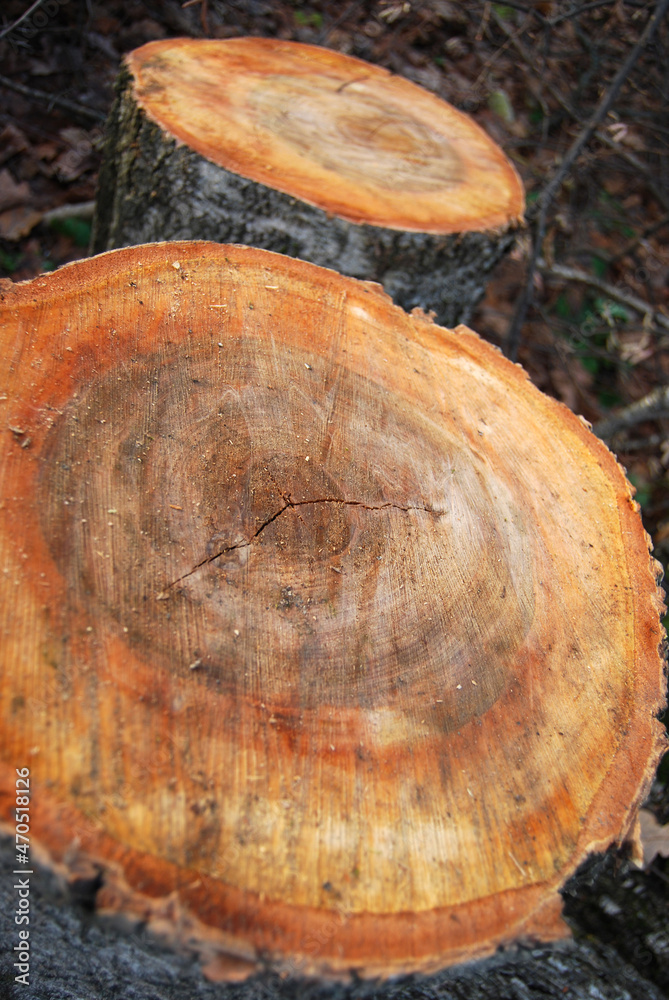 A cut of a sawn birch, a felled tree, a tree stump in the forest.