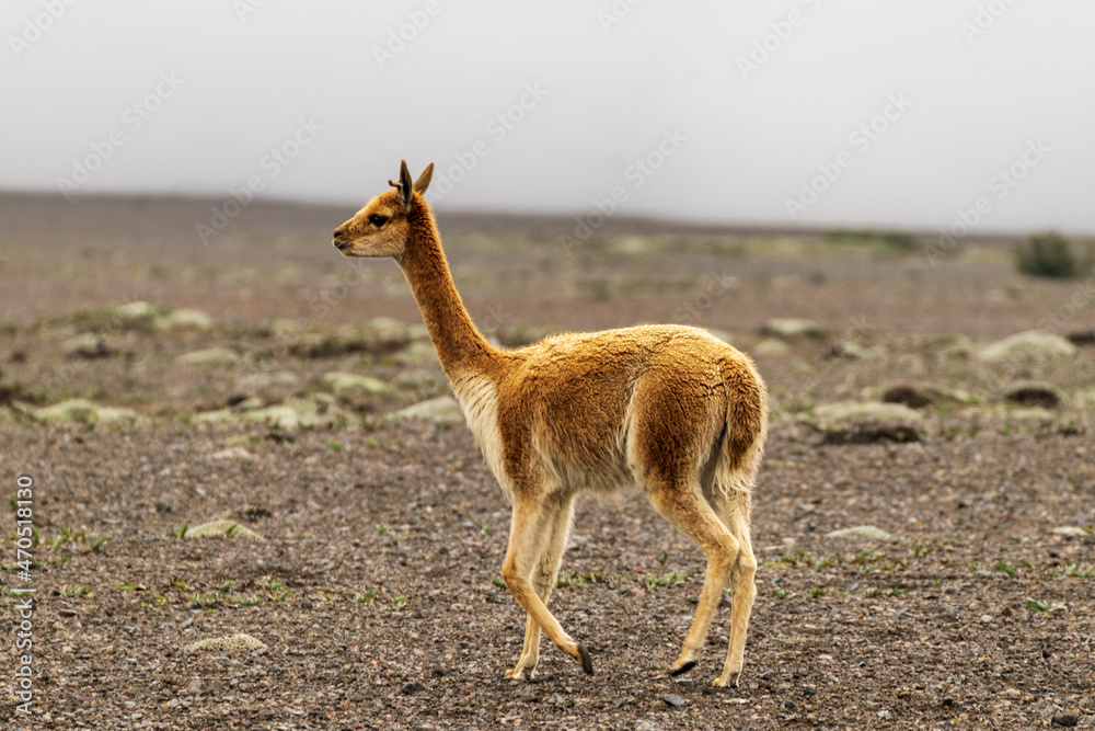 Vicuña en estado silvestre en los andes del ecuador, volcán Chimborazo ...