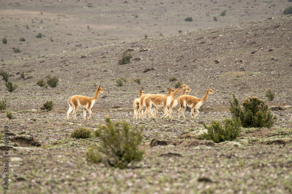Vicuña del paramo de Ecuador, familia de vicuñas alimentándose en las ...