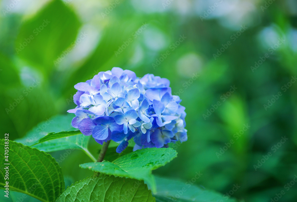Blue hydrangea flowers close up Blue hydrangea flowers close up