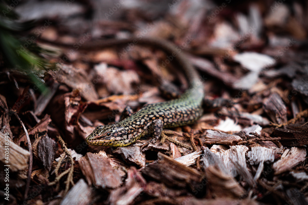lizard on a rock lizard on a rock