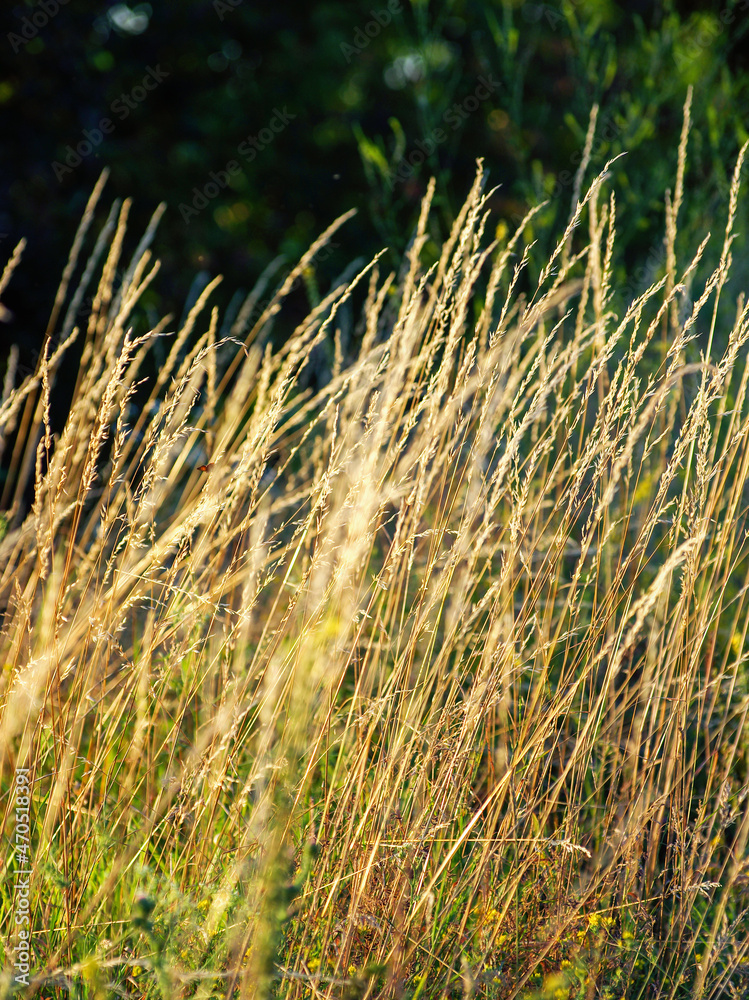 Obraz premium dry grass at sunset on a warm summer evening