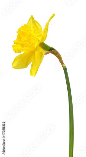 Yellow daffodil flower isolated on white background. Flat lay, top view