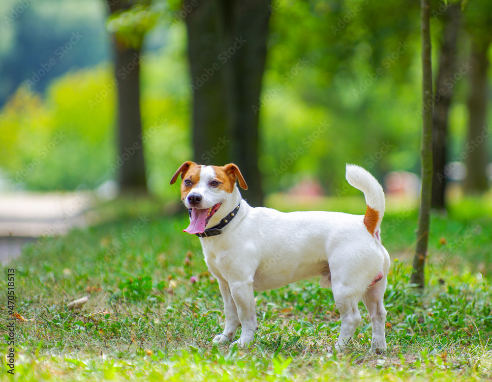 Jack Russell terrier dog in the park on grass