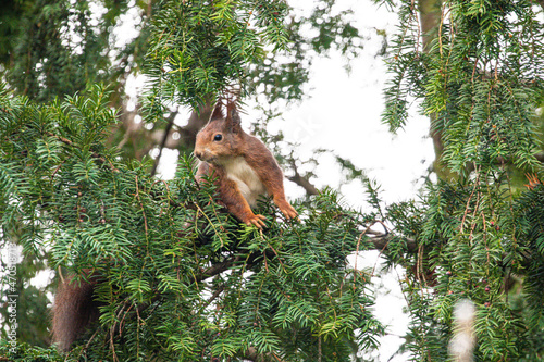 squirrel on a tree © Uwe