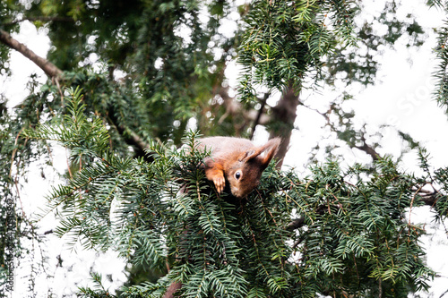 squirrel on a tree