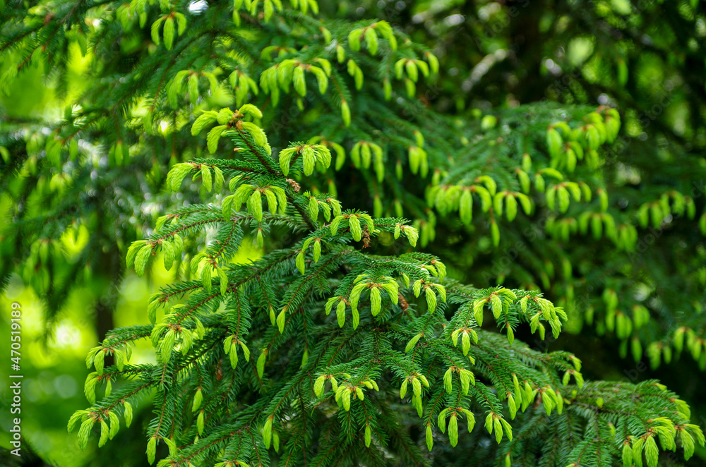 Green spruce background. Coniferous tree. Selective focus. Green spruce background. Coniferous tree. Selective focus.