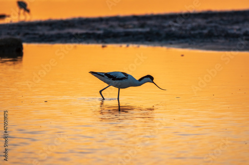 Water bird pied avocet  Recurvirostra avosetta  standing in the water in orange sunset light. The pied avocet is a large black and white wader with long  upturned beak