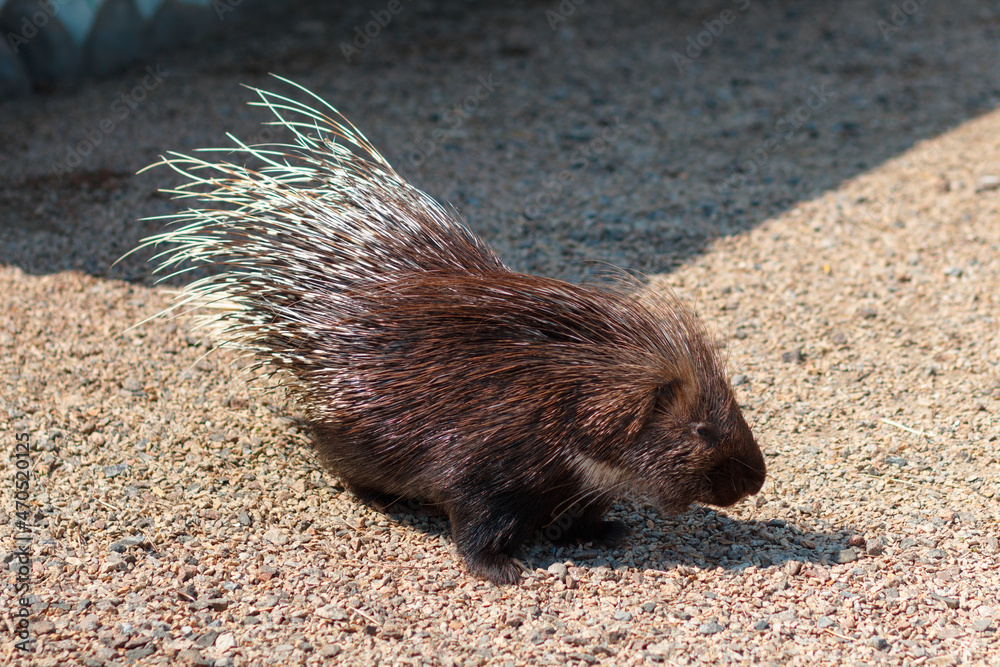 Indian porcupine, Hystrix indica. Photo of a porcupine in its natural environment. Indian porcupine, Hystrix indica. Photo of a porcupine in its natural environment.