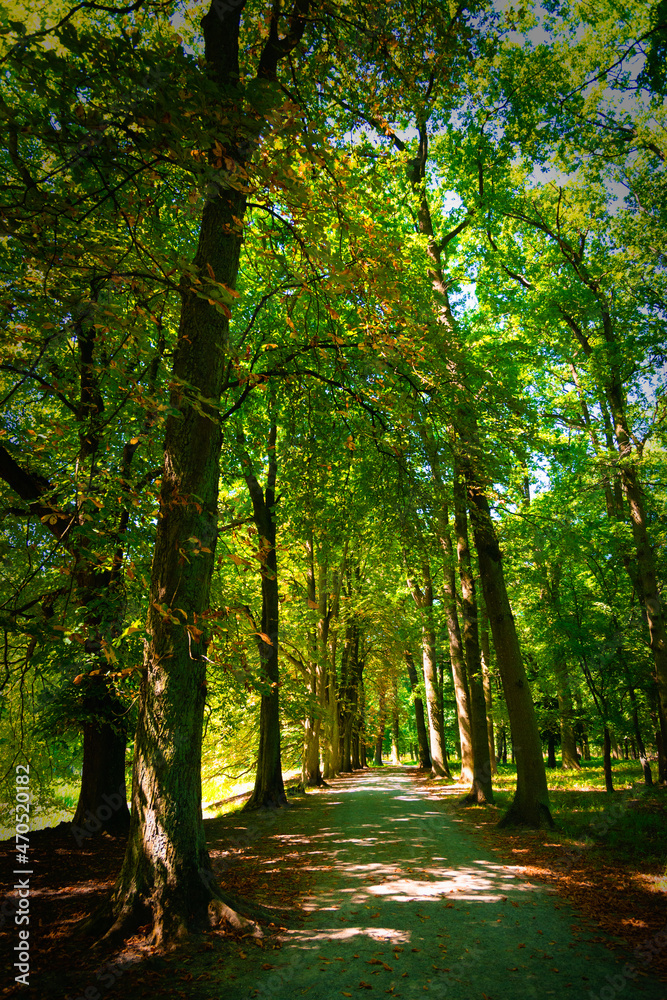 Naklejka premium Colourful autumn forest nature scenic with pathway under high trees and luscious vibrant foliage.