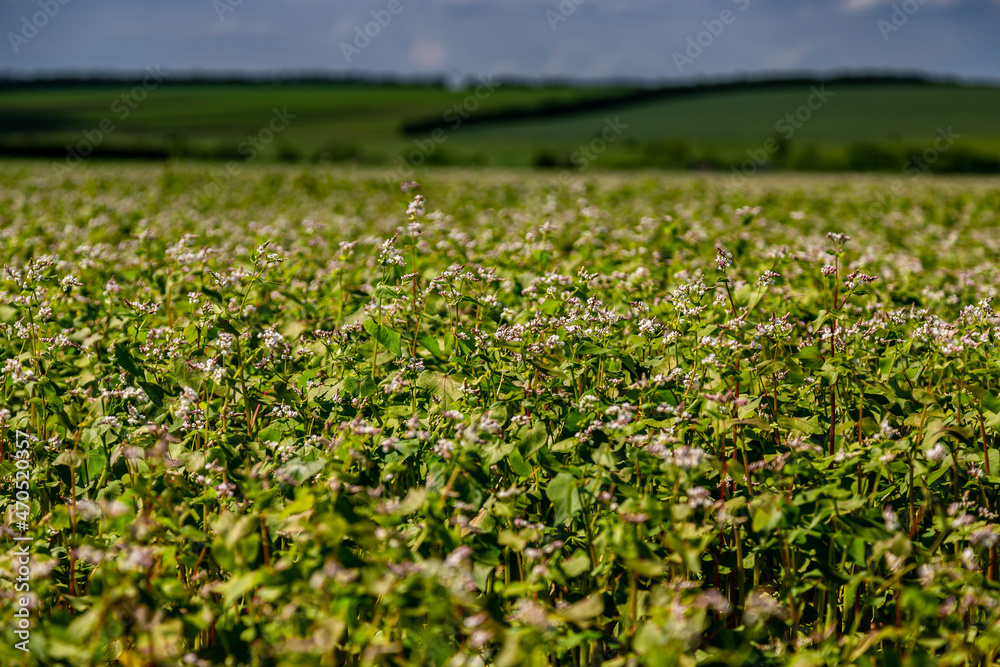 Buckwheat blooms in the field. White flowers. Sky with dark clouds. Buckwheat blooms in the field. White flowers. Sky with dark clouds.