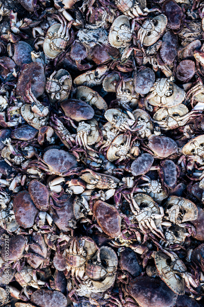 Many dead Craps at the beach lying around. High quality photo Many dead Craps at the beach lying around. High quality photo