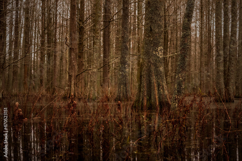 Cypress trees in a swamp