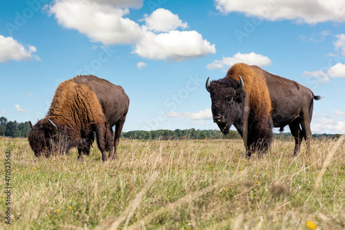 Pair of big american bison buffalo walking by grassland pairie and grazing against blue sky landscape on sunny day. Two wild animals eating at nature pasture. American wildlife background concept