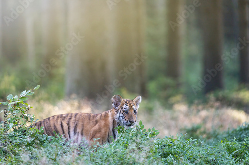 Bengal tiger is standing in the forest.