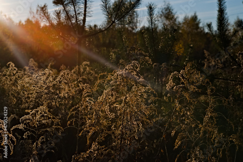 Fototapeta Naklejka Na Ścianę i Meble -  Las przed zachodem słońca . Forest before sunset. 