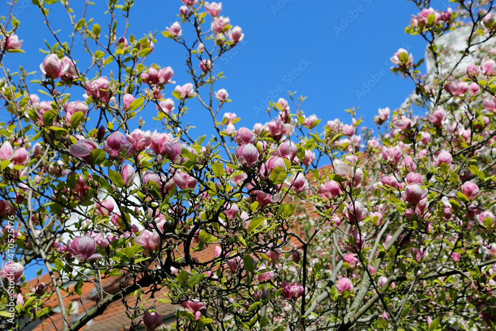 Beautiful bloomy magnolia tree with big pink flowers in Prague, Czech Republic