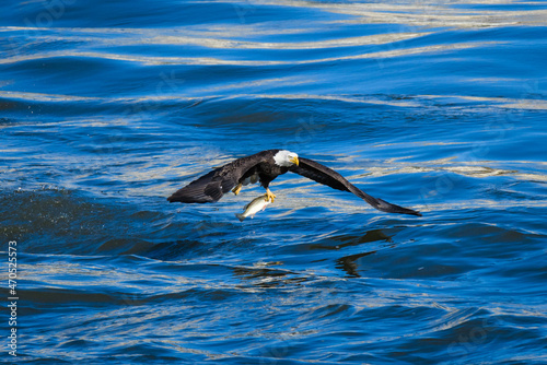 Bald Eagle with Fish