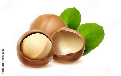 3d realistic vector icon. Macadamia nuts for brand labels with shell and leves.