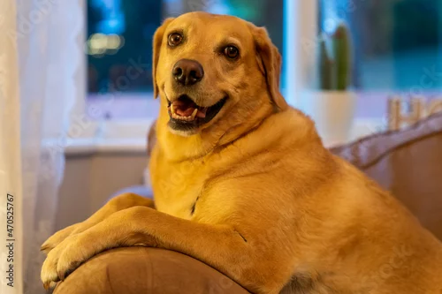 Fototapeta Pies rasy labrador leży na dużym fotelu i odpoczywa.