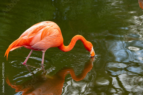 FLAMENCOS