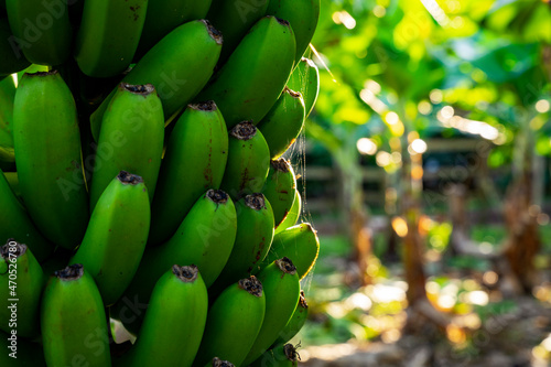 Zielone, dojrzewające banany na drzewie, zbliżenie, piękny słoneczny dzień, plantacja bananów na Azorach. photo