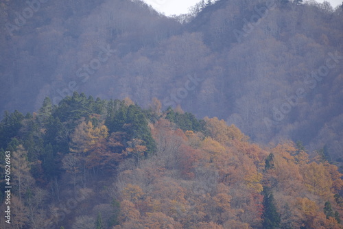 Autumn leaves in Echigoyuzawa, 21/11/2021