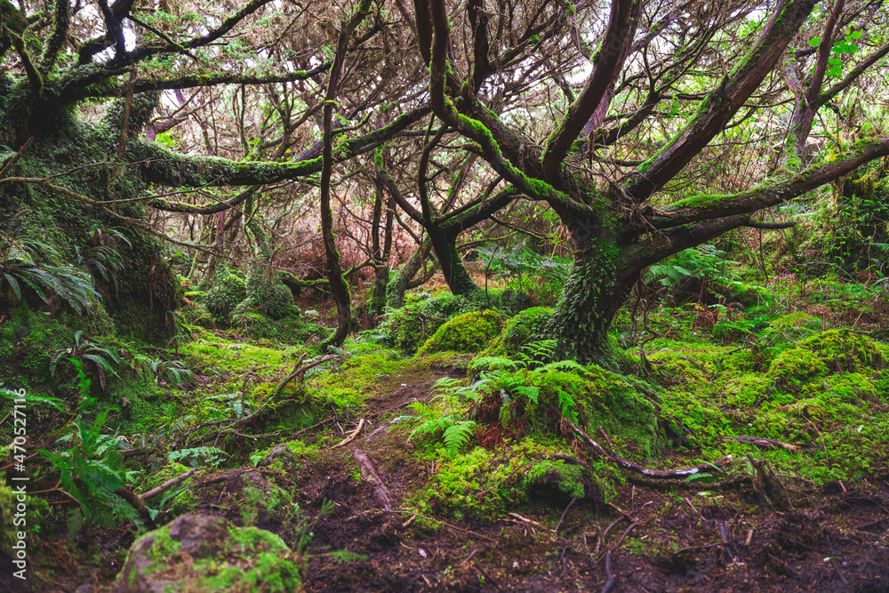 Naklejka premium Mistyczna roślinność i drzewa cedrowe na turystycznym pieszym szlaku Mistérios Negros w głębi wyspy Teicera, Portugalia. 