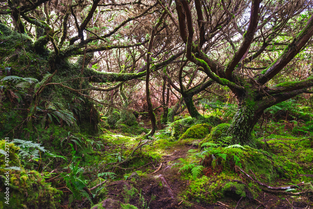 Naklejka premium Mistyczna roślinność i drzewa cedrowe na turystycznym pieszym szlaku Mistérios Negros w głębi wyspy Teicera, Portugalia.