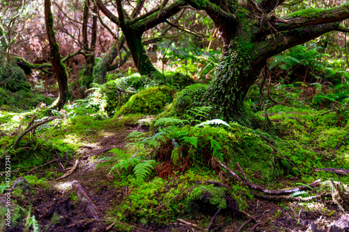 Mistyczna roślinność i drzewa cedrowe na turystycznym pieszym szlaku Mistérios Negros w głębi wyspy Teicera, Portugalia. 