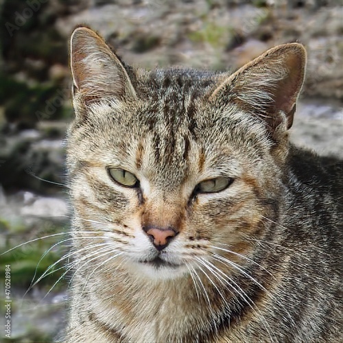 portrait of a nice cat