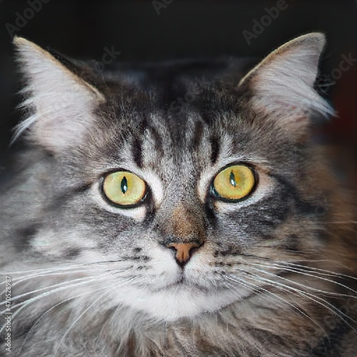 portrait of a nice cat