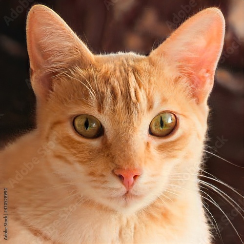 portrait of a nice cat