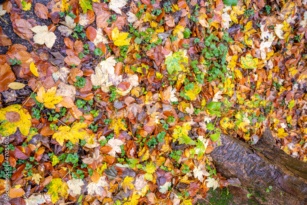 Beautiful autumn background with pathway through the forest Beautiful autumn background with pathway through the forest