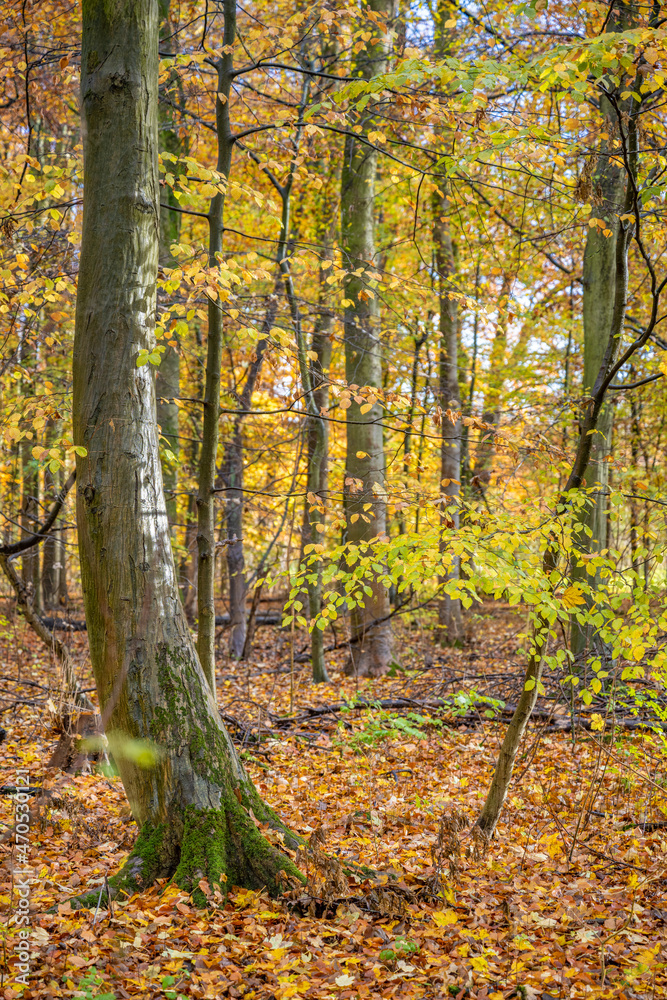 Fototapeta premium Beautiful autumn background with pathway through the forest