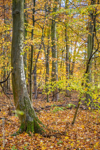 Beautiful autumn background with pathway through the forest