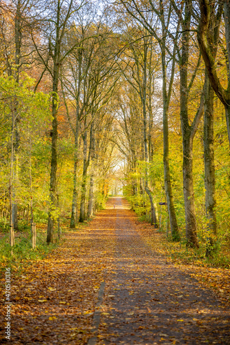 Beautiful autumn background with pathway through the forest